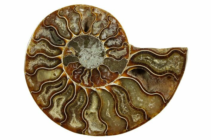 Cut & Polished Ammonite Fossil (Half) - Madagascar #369592